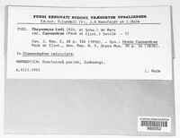 Chrysomyxa ledi image
